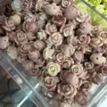 Mini 3D shell powder rose beads in dusty pink for DIY hair accessories and jewelry - 50 Pieces/Pack (10mm) / Nude Pink and Off-white Mixed (2025-28)