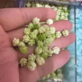 Light green shell powder pressed rose beads with side holes for DIY jewelry making accessories - Approx 6mm / Light Green Gradient (5)
