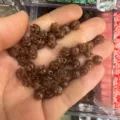 Brown 3D shell powder rose beads with horizontal holes for DIY jewelry making - Approx 6mm / Brown (8)