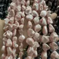 Perles en nacre baroque de forme irrégulière en rose tendre pour la création de bijoux - Env. 20 mm (env. 20 perles par fil) / Rose