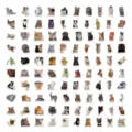 100pcs funny cat meme stickers waterproof cute cartoon decals for laptop luggage decor - Cat Meme / Pack of 100