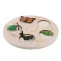 Giocattolo in legno ciclo di vita della farfalla montessori set educativo per bambini. - Dachen stile farfalla