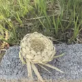 Mini sombrero de paja trenzada nido de pájaro decoración de mascotas estilo rústico. - Nido de pájaro de paja trenzada