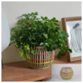 Housse de vase en verre tissé à la main rotin papier coloré décoration de table pot - Vase pansu à rayures verticales bicolores