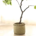 Handmade woven storage basket with artificial tree plant for home living room decor details. - Dried Flower Basket, Style 2