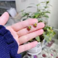 Detailaufnahme von funkelnden herzförmigen gelben Zirkonia Ohrringen mit edlem Zirkoniastein-Besatz. - Herz-Stil / Goldgelb