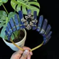 Cerchietto con corona di cristallo blu naturale tiara gotica accessori capelli artigianali - Stile Dea Girasole Oro Lapislazzuli / Blu
