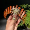 Diadema de corona de diosa del sol de cristal natural, tiara de piedra roja para fotos. - Jaspe Rojo + Perla Artificial Dorada Diosa del Sol