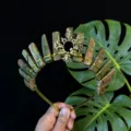 Meravigliosa tiara con corona in cristallo naturale e pietre verdi per donne eleganti. - Stile Dea Girasole Oro Zoisite con Rubino / Verde