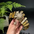 Diadema corona de diosa del sol de piedra natural ojo de tigre accesorio para el pelo mujer - Ojo de Tigre + Perla Artificial Dorada Diosa del Sol