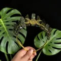 Detail du serre-tete couronne de cristal avec pierres brutes et accessoire lune dore. - Fil d'Or & Triple Lune / Labradorite