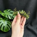 Detailed view of the green crystal moon branch tiara headband, gothic fairy headwear. - Moon Branch Crown Headband / Grass Green