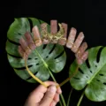 Nahaufnahme des Kristallkronen-Haarbandes mit goldenem Mondakzent und rosa Kristallsäulen. - Erdbeerquarz-Stil