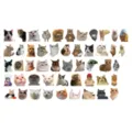 Funny meme cat stickers detail view, cute waterproof vinyl decals for laptop, phone, skateboard. - 50 Sheets: Meeting Kittens