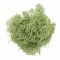 Preserved reindeer moss green floral DIY micro landscape craft home decor material. - Grass Green