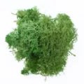 Close up of vibrant green preserved reindeer moss, perfect for DIY micro landscapes and decor. - Light Yellow Green