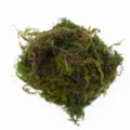 Preserved moss material for micro landscape DIY green wall and home decor details. - Verdant