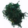 Preserved green moss material for micro landscape DIY wall decor and craft projects 60g - Dark Green