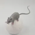 Simulazione giocattolo topo scherzo accessorio, modello di ratto grigio per Halloween. - Grigio