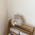 Bolso cubo de diamantes de imitación con colgante de tulipán de perlas y cadena, chic. - Blanco Con Colgante / Blanco
