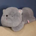 Peluche chat gris moelleux mignon chaton endormi poupee oreiller doux pour enfants - 30cm / Gris
