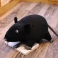 Peluche ratto nero giocattolo di simulazione bambola topo morbido animale regalo deco - 20cm / Nero