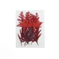 Rote gepresste Blätter Trockenblumen Material für DIY Handwerk Kunstharz Handyhülle Dekor - 1 Blatt/15 Stücke / Stil 06
