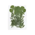 Natürliche gepresste getrocknete Blumen Blätter Exemplar Material Pack für DIY Handwerk Telefon Fall - 1 Blatt/15 Stücke / Stil 07
