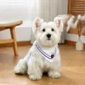 Cute dog cat pet bib scarf white blue stripe cute bear collar accessory small pets - S / Teddy Ailan Pet Bib - Preppy Style White