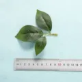 Artificial green leaves branch decoration for home decor and floral arrangement photography props. - Style 18
