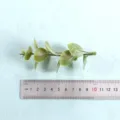 Vista detallada de rama de eucalipto artificial, planta verde para arreglos florales y hogar. - Estilo 5