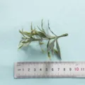 Artificial green plant branch with textured leaves and size ruler detail shot for home decor. - Style 13