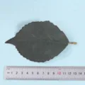 Artificial leaf detail shot showing size with ruler, ideal for home decor floral arrangements. - Style 10