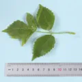 Detailed view of artificial green leaf branch for home decoration and floral arrangements. - Style 11