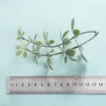 Artificial green plant leaf branch for home balcony living room decor, realistic Nordic style ornament. - Style 17