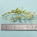 Detailed close-up shot of artificial green plant stem with small leaves for home decor. - Style 8