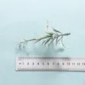Artificial green plant branch fake leaf for home decor DIY floral arrangement display 1pc - Style 5