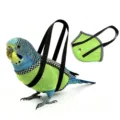 Imbracatura di volo per uccelli in rete traspirante verde e guinzaglio anti-fuga per animali. - Verde - Stile traspirante