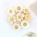 Natural dried strawflower heads detail view, creamy white floral material for DIY crafts. - 500g Pack / Selected White