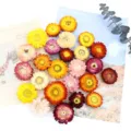 Fiori di paglia secchi naturali colorati e teste di margherite per creazioni e decorazioni DIY. - Confezione da 500g / Misto Selezionato