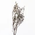 Vista di dettaglio di fiori secchi, ramo di fiore di neve soffice, decorazione. - Bianco