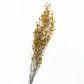 Preserved dried flowers tiger eye fluffy ball real snow plum home decor floral arrangement - Yellow