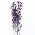 Rami di fiori secchi viola naturali conservati per decorazioni d'interni eleganti. - Viola
