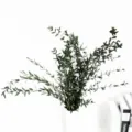 Rami di eucalipto preservati piccolo bouquet di foglie secche per decorazione d'interni. - Verde
