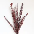 Preserved eucalyptus copper coin dried branches for DIY wedding and home decor detail view. - Red - Approx. 50cm