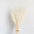 Natural white dried wheat ears bouquet, elegant home decor plant arrangement for floral display. - White