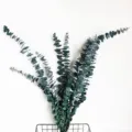 Natural dried eucalyptus branches preserved leaves bunch for home decor wedding floral arrangement - Blue - Overall 50cm+