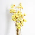 Close-up detail of natural dried yellow star flowers, perfect for DIY crafts and floral design. - Yellow