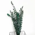 Close-up detail of preserved coin eucalyptus dried branches arranged in wire basket for decor. - Green - Approx. 50cm