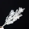 Dettaglio in primo piano di foglie secche bianche sbiancate, ideale per decorazioni. - Foglia di ruscus, 1 pz.